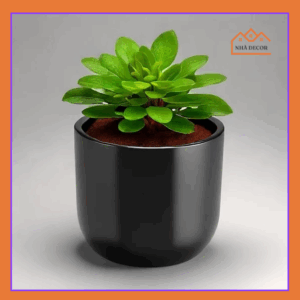 Cây xanh mini decor trồng trong chậu sứ - chiều cao 15-20 cm